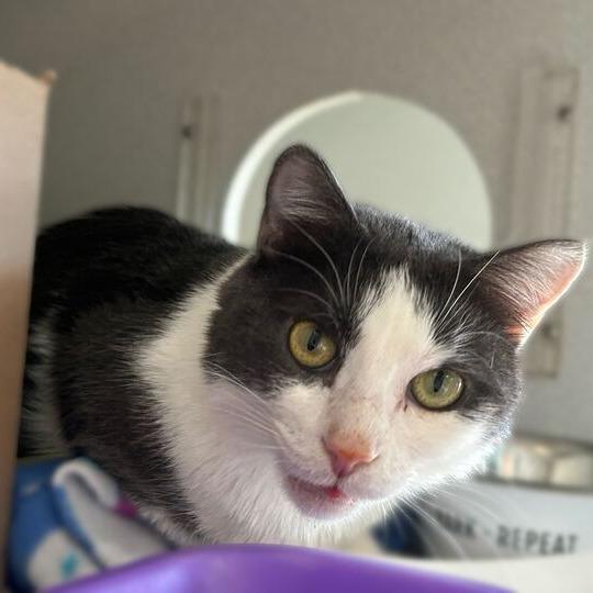 Enlarge Noodle, a Adoptable Domestic Short Hair in Davenport, IA image 1/2