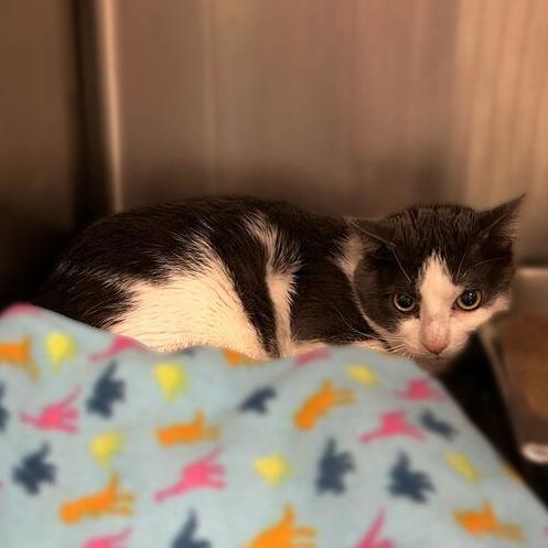 Enlarge Noodle, a Adoptable Domestic Short Hair in Davenport, IA image 2/2