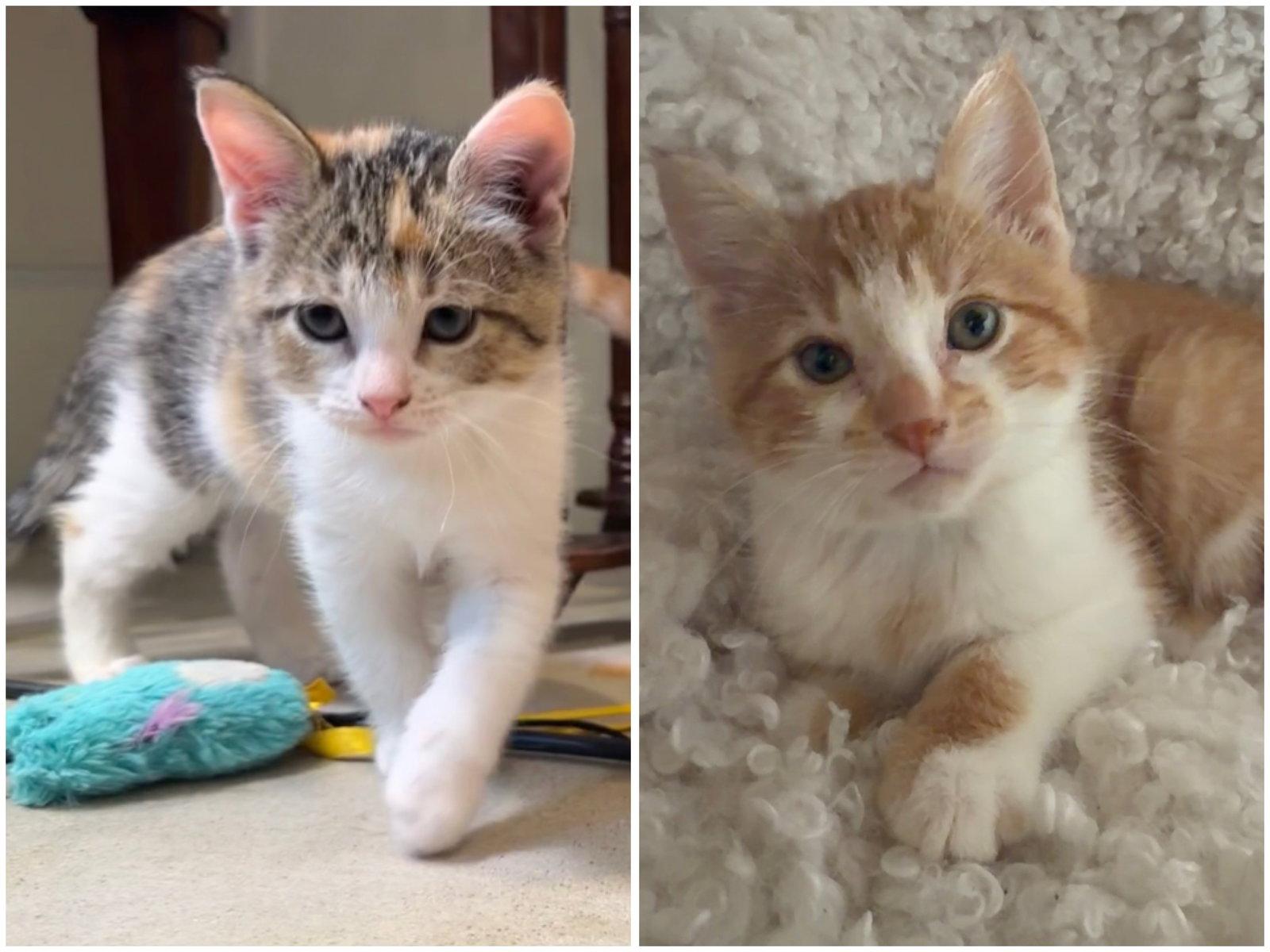 Biscuit & Bao Bun, Adopted, Kitten Female Domestic Short Hair.