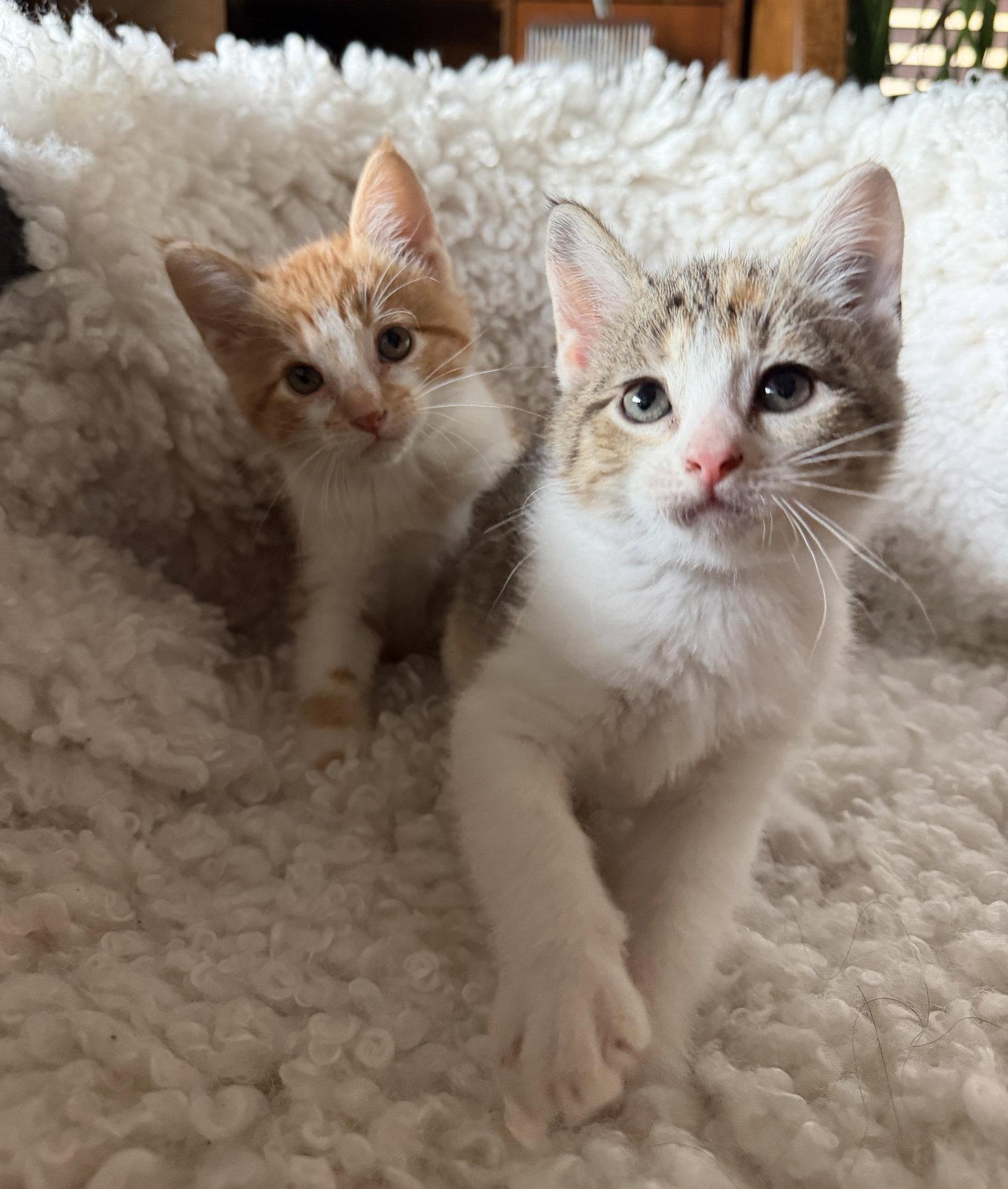 Biscuit & Bao Bun, a Adopted Domestic Short Hair in Crystal, MN image 2/3