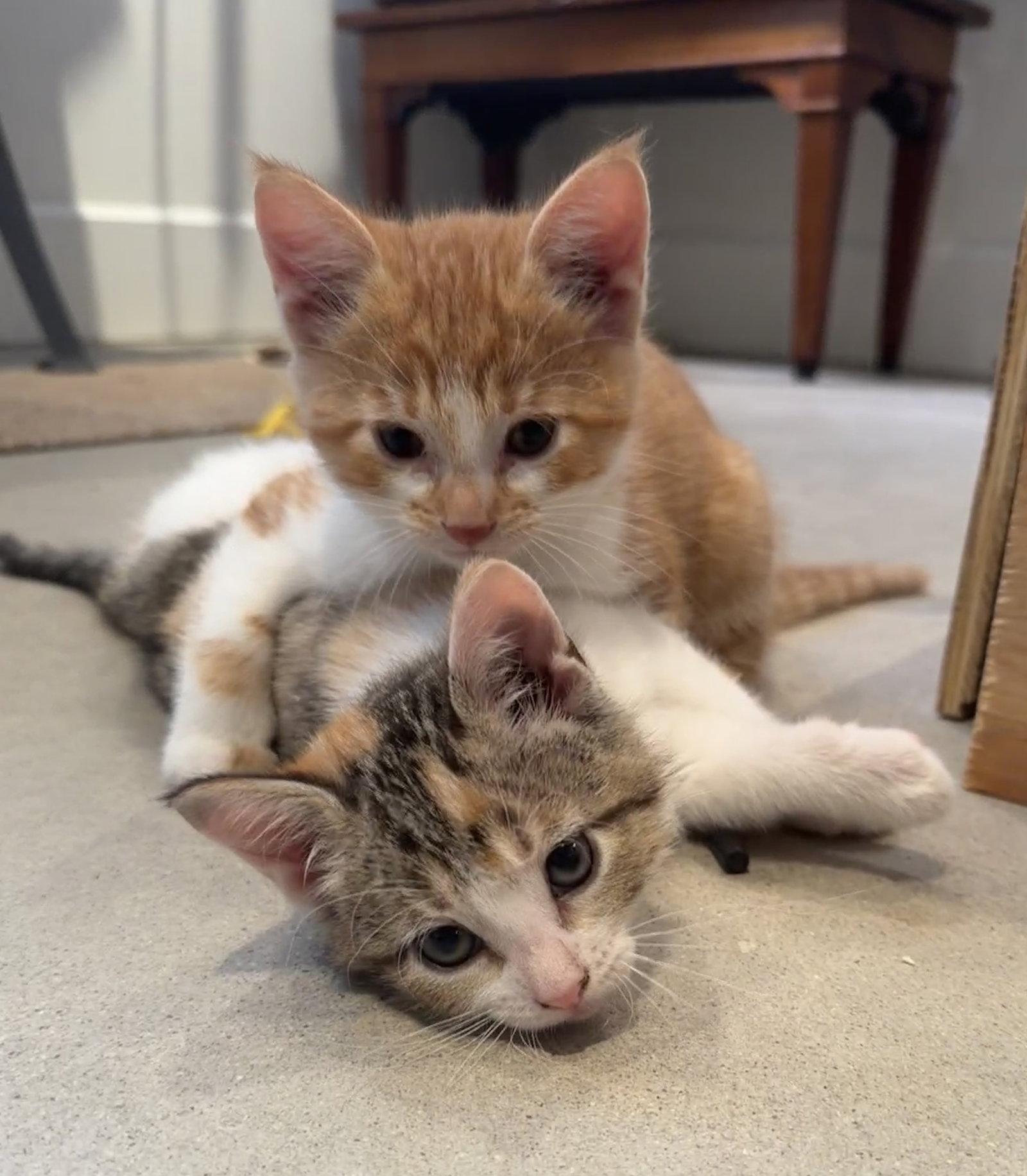 Biscuit & Bao Bun, a Adopted Domestic Short Hair in Crystal, MN image 3/3