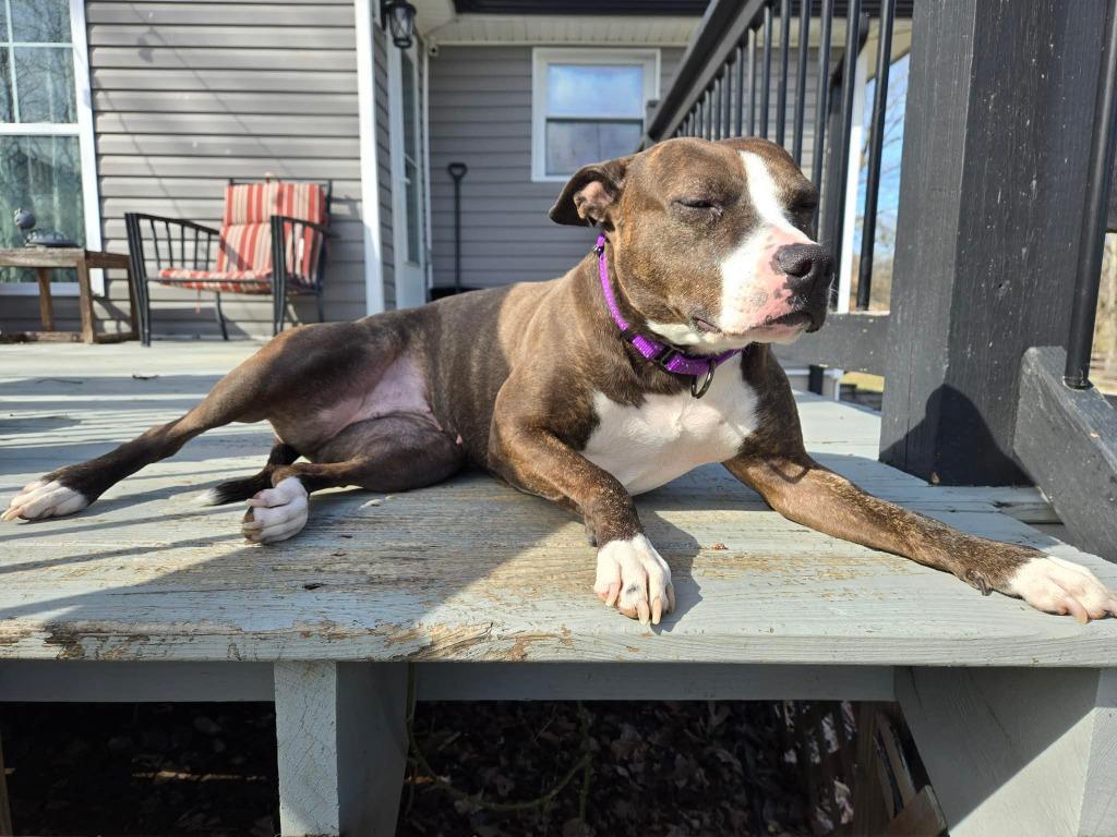 Enlarge Nellie, a Adoptable mixed breed in Lexington, KY image 2/6
