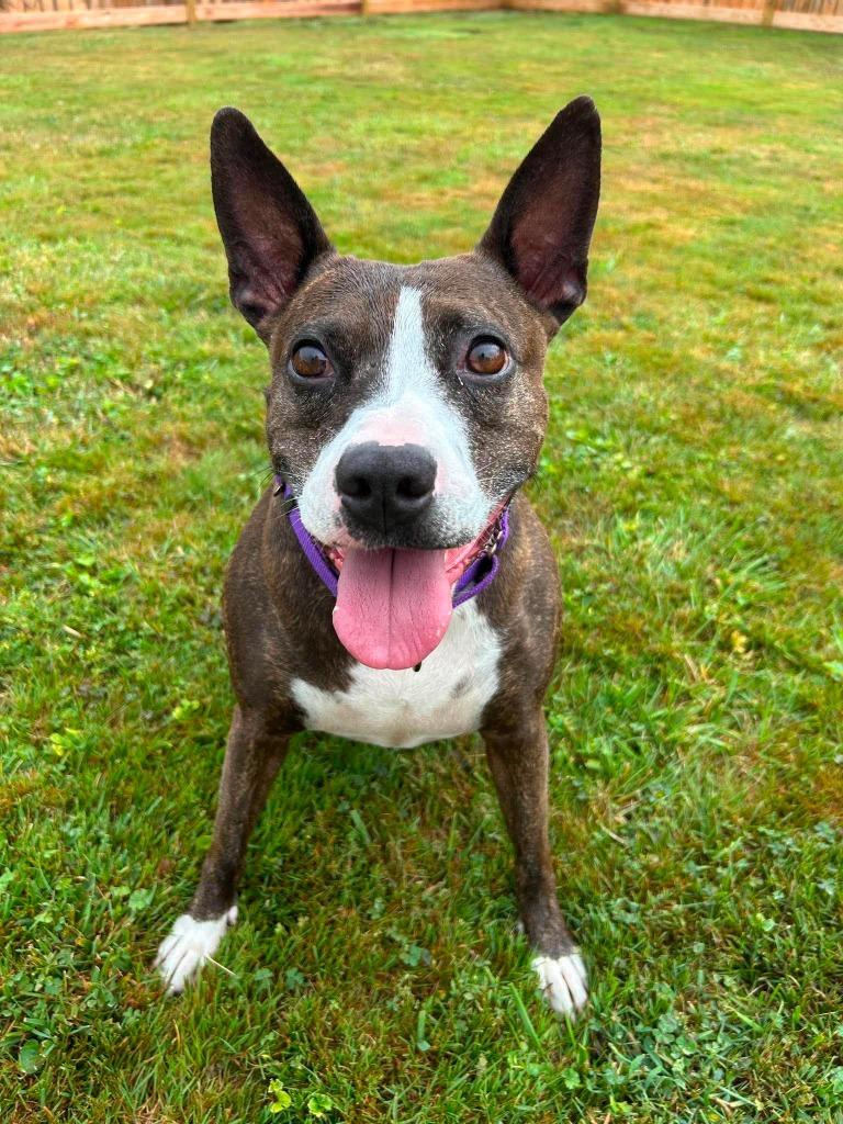 Enlarge Nellie, a Adoptable mixed breed in Lexington, KY image 1/6