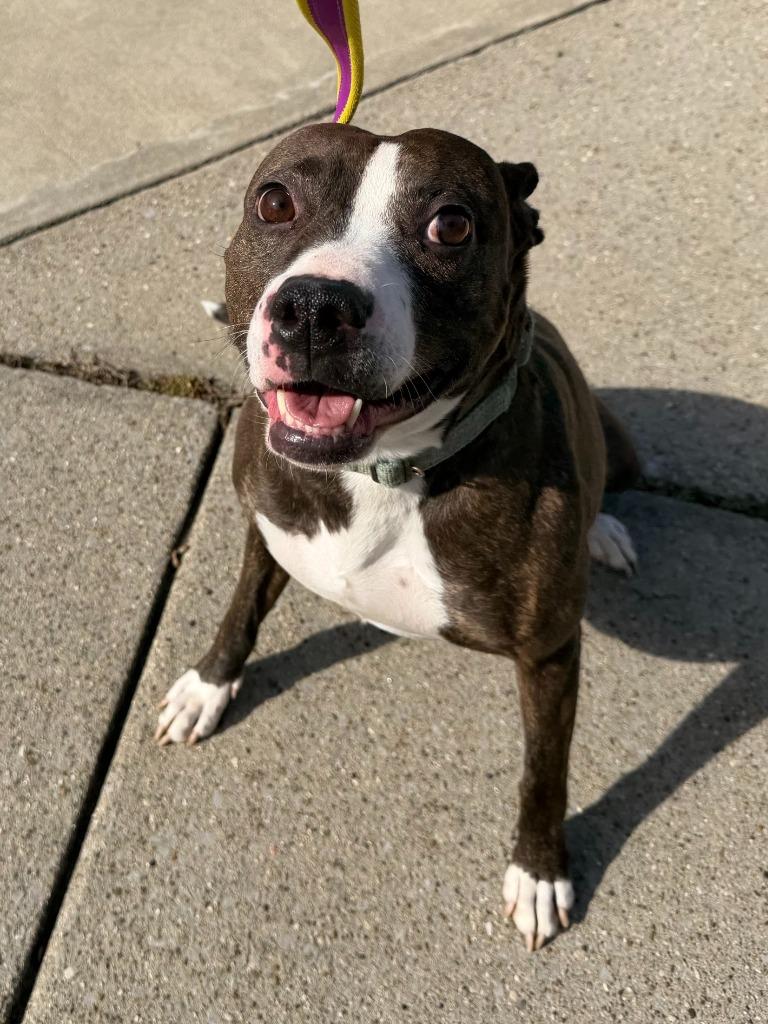 Enlarge Nellie, a Adoptable mixed breed in Lexington, KY image 3/6