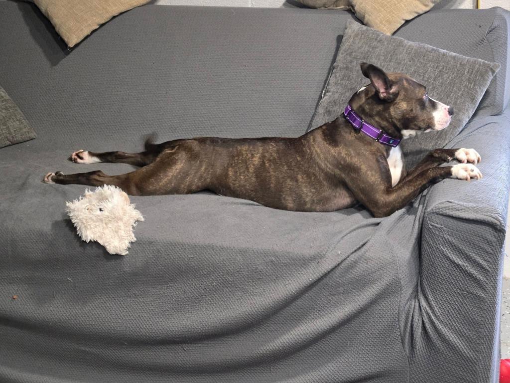 Enlarge Nellie, a Adoptable mixed breed in Lexington, KY image 4/6