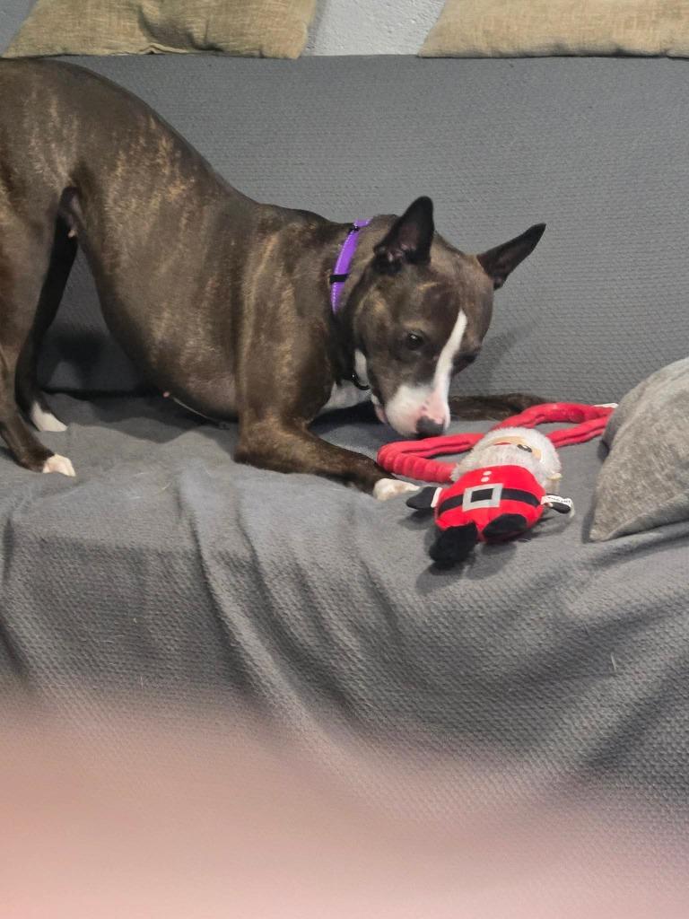 Enlarge Nellie, a Adoptable mixed breed in Lexington, KY image 5/6