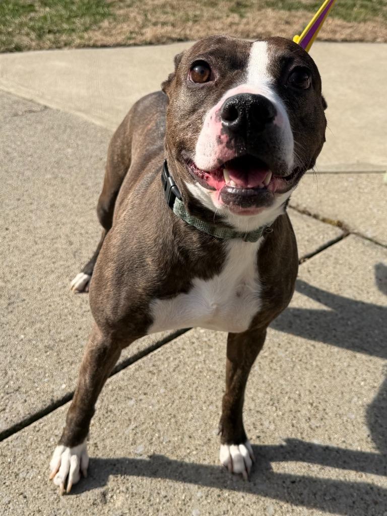 Enlarge Nellie, a Adoptable mixed breed in Lexington, KY image 6/6