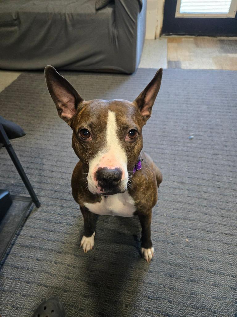 Nellie, Adoptable, Adult Female Pit Bull Terrier.
