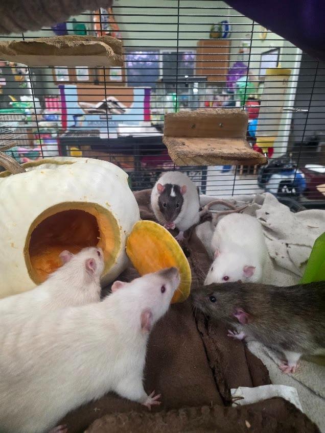 Enlarge Ned, a Adoptable Rat in CRYSTAL LAKE, IL image 3/5