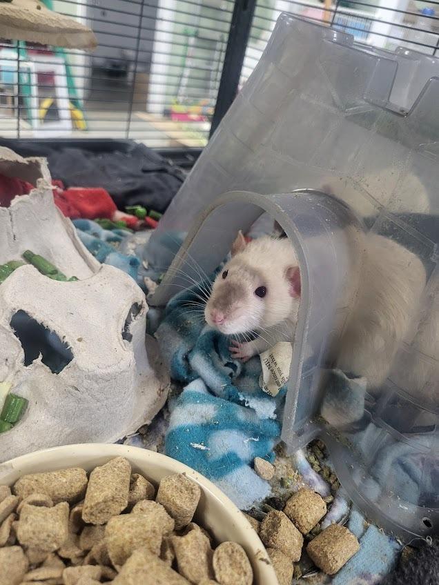 Enlarge Ned, a Adoptable Rat in CRYSTAL LAKE, IL image 5/5