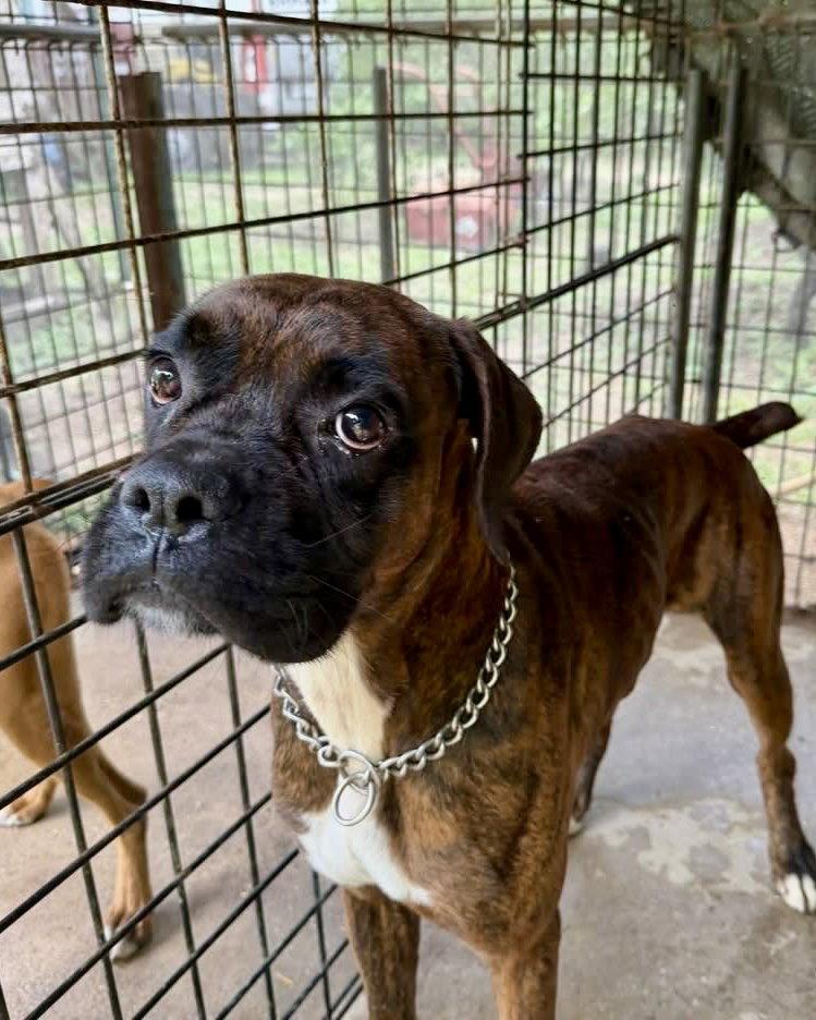 Tyson TX, a Adoptable Boxer in Monticello, NY image 1/2