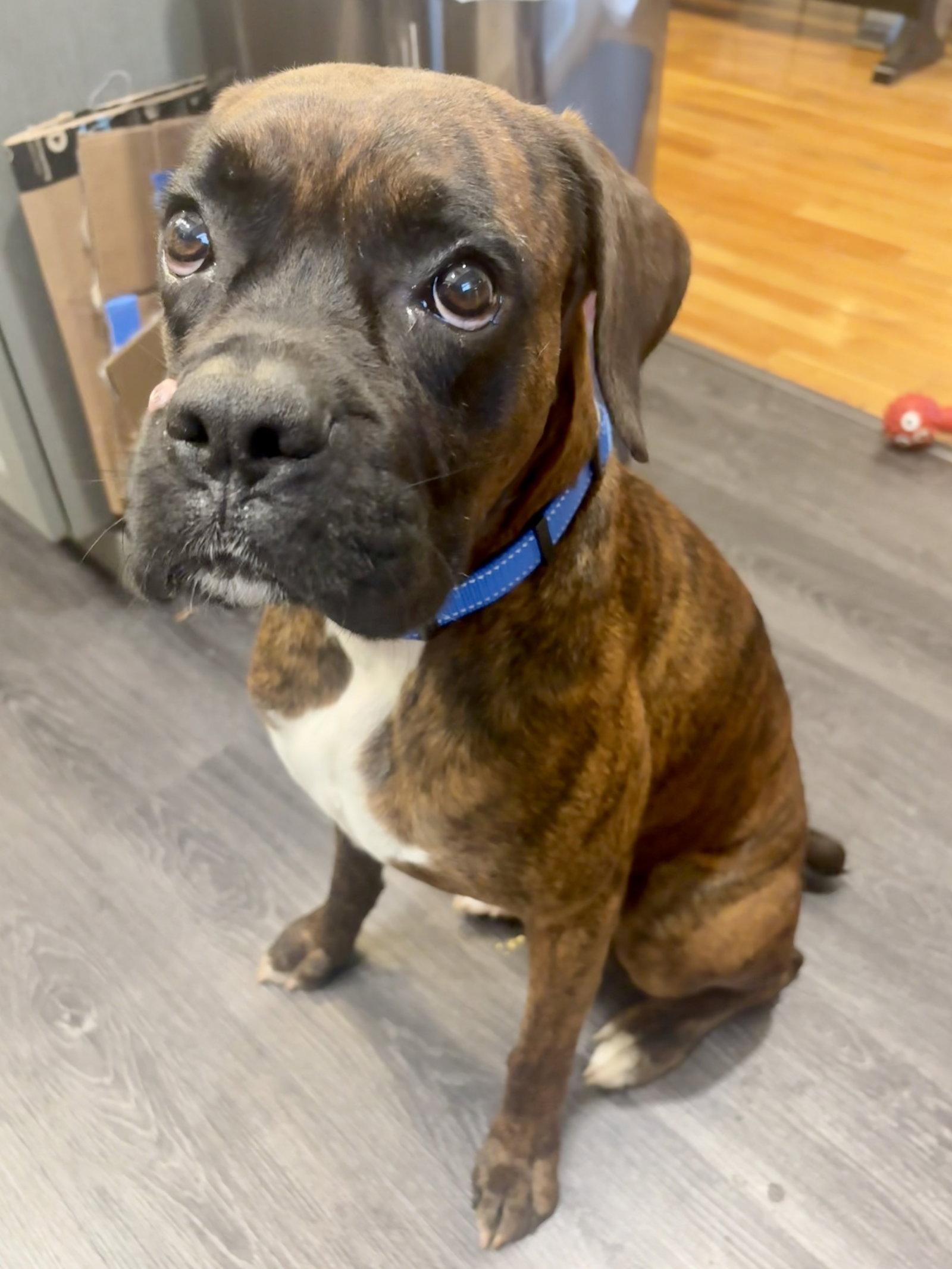 Tyson TX, a Adoptable Boxer in Monticello, NY image 2/3
