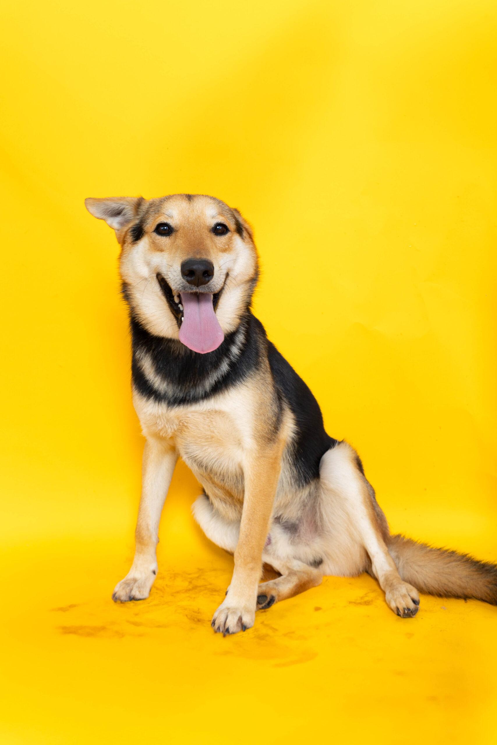Blake, Adoptable, Young Male German Shepherd Dog & Mixed Breed.
