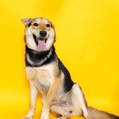 Blake, a Adoptable mixed breed in Sullivan City, TX image 2/3