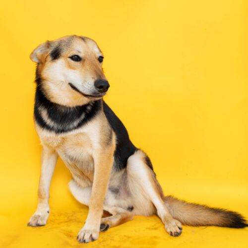 Blake, a Adoptable mixed breed in Sullivan City, TX image 3/3