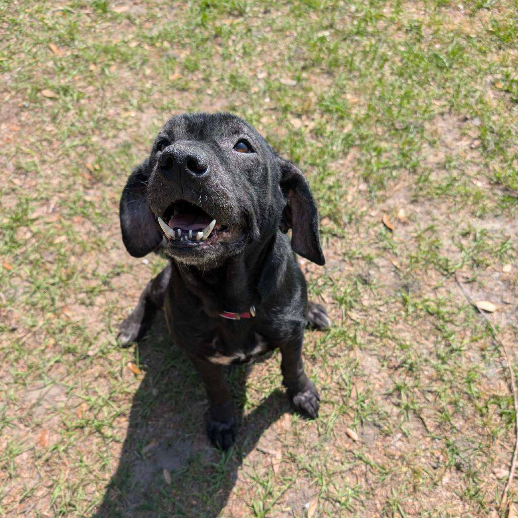Enlarge Gertrude, a Adoptable mixed breed in Valdosta , GA image 1/3
