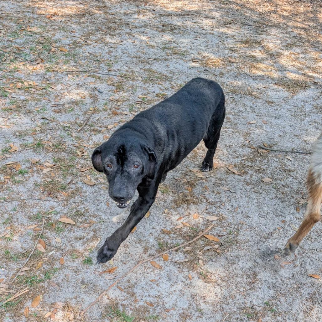 Enlarge Gertrude, a Adoptable mixed breed in Valdosta , GA image 2/3