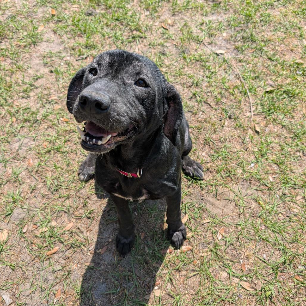 Enlarge Gertrude, a Adoptable mixed breed in Valdosta , GA image 3/3