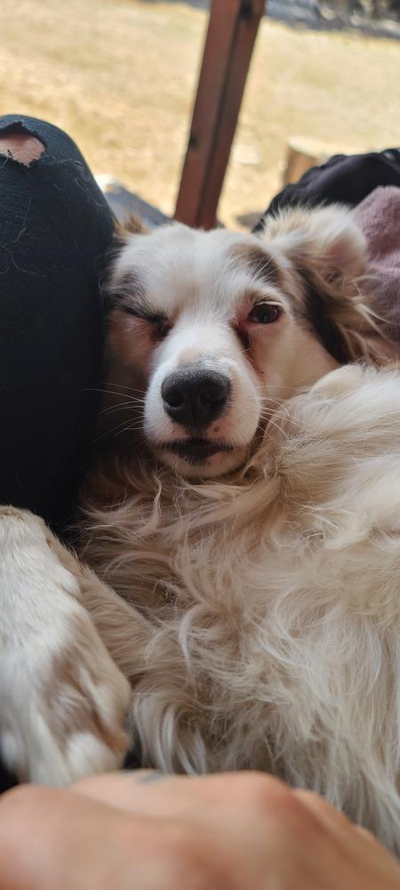 Enlarge Pinky, a Adoptable mixed breed in Bend, OR image 1/6