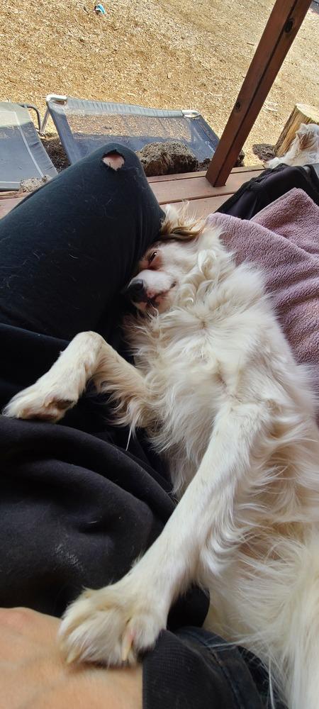 Pinky, Adoptable, Adult Female Pomeranian & Australian Shepherd.