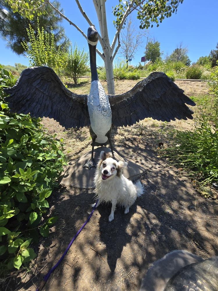 Enlarge Pinky, a Adoptable mixed breed in Bend, OR image 3/6