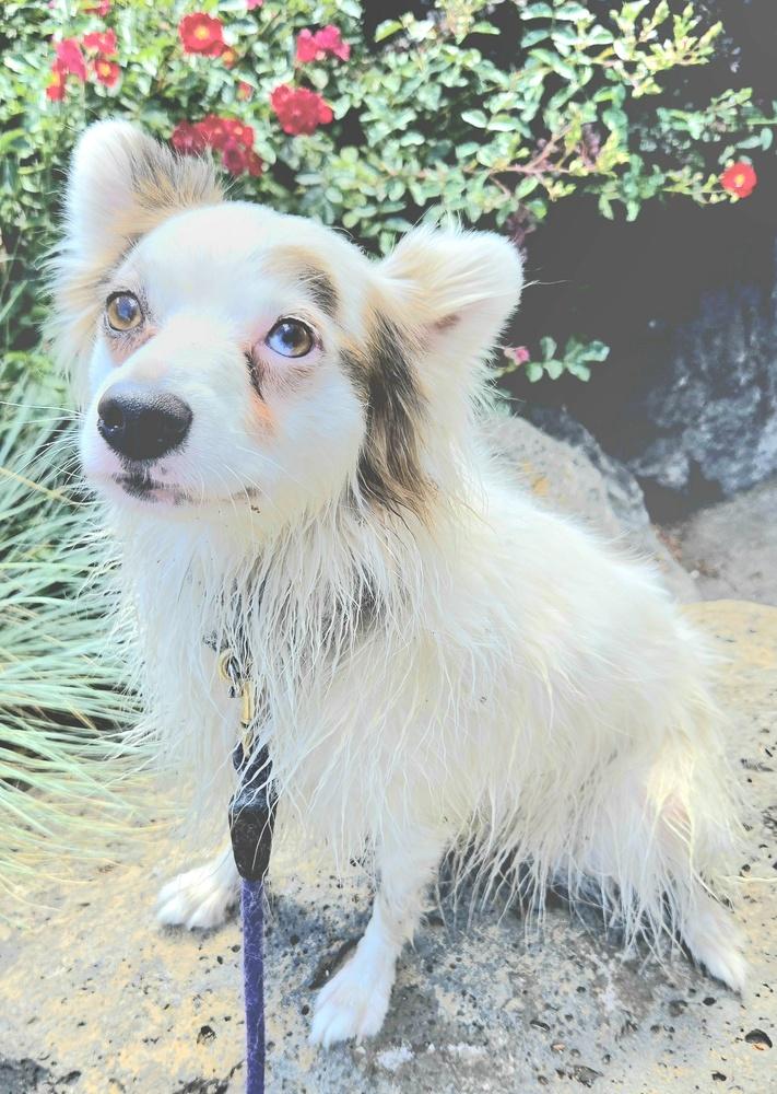 Enlarge Pinky, a Adoptable mixed breed in Bend, OR image 6/6