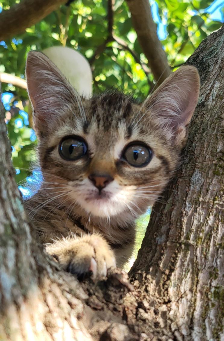 Eeyore, a Adoptable Domestic Short Hair in Gainesville, FL image 2/3