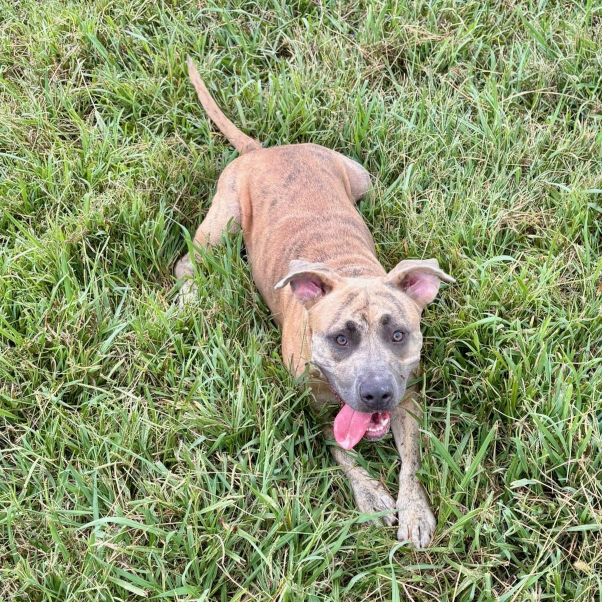 Enlarge Honey, a Adoptable mixed breed in Lebanon, TN image 3/4
