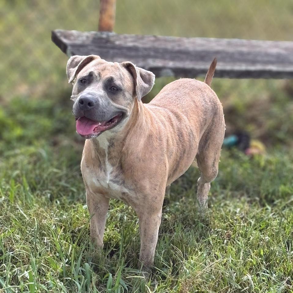 Enlarge Honey, a Adoptable mixed breed in Lebanon, TN image 4/6
