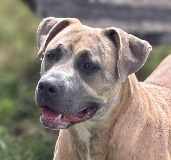 Enlarge Honey, a Adoptable mixed breed in Lebanon, TN image 1/6
