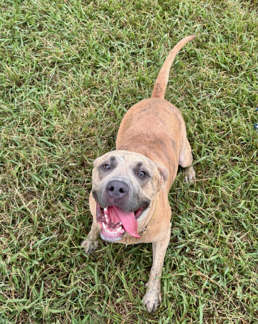 Enlarge Honey, a Adoptable mixed breed in Lebanon, TN image 2/4