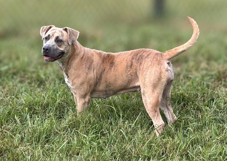 Enlarge Honey, a Adoptable mixed breed in Lebanon, TN image 2/6