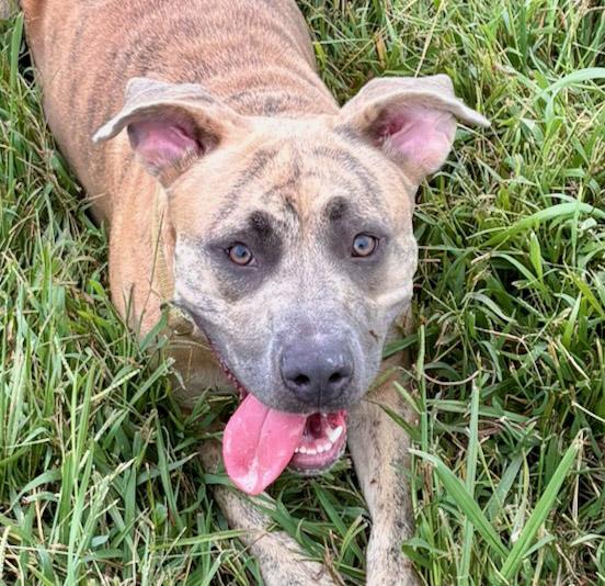 Enlarge Honey, a Adoptable mixed breed in Lebanon, TN image 1/4