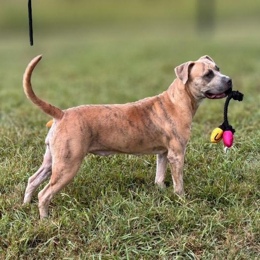 Enlarge Honey, a Adoptable mixed breed in Lebanon, TN image 3/6