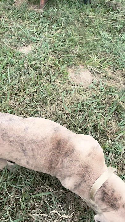 Enlarge Honey, a Adoptable mixed breed in Lebanon, TN video 4/4