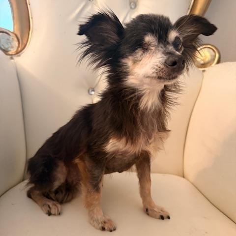 Petunia, an adopted mixed breed in Santa Rosa, CA image 4/4