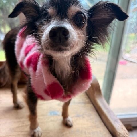 Petunia, an adopted mixed breed in Santa Rosa, CA image 2/4