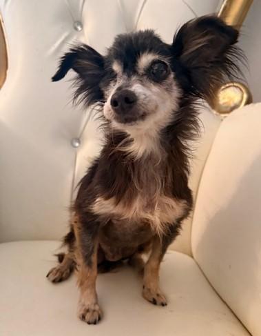 Petunia, an adopted mixed breed in Santa Rosa, CA image 1/4