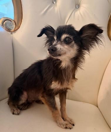 Petunia, an adopted mixed breed in Santa Rosa, CA image 3/4