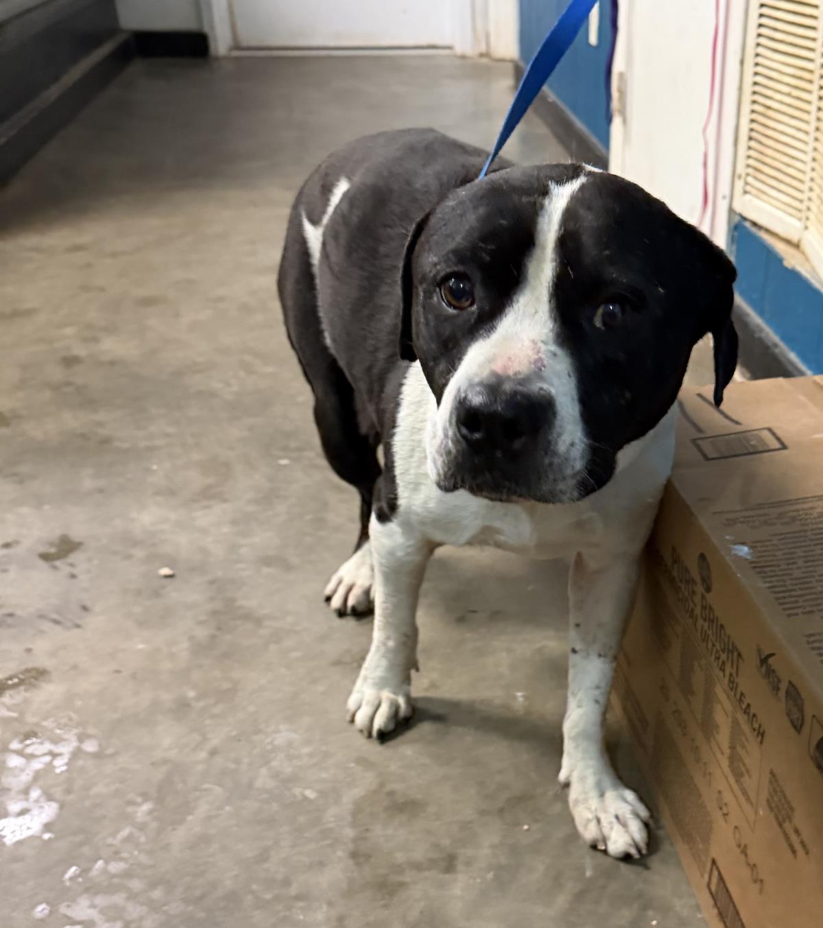 Jellybean, Adoptable, Young Female Labrador Retriever & Pit Bull Terrier.