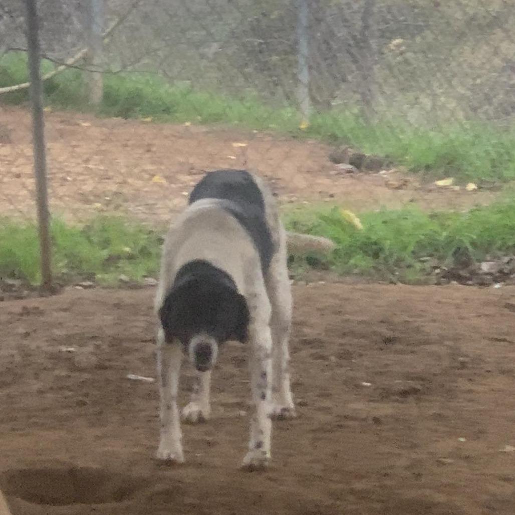 Saddle, a Adoptable Border Collie in Hearne, TX image 1/3