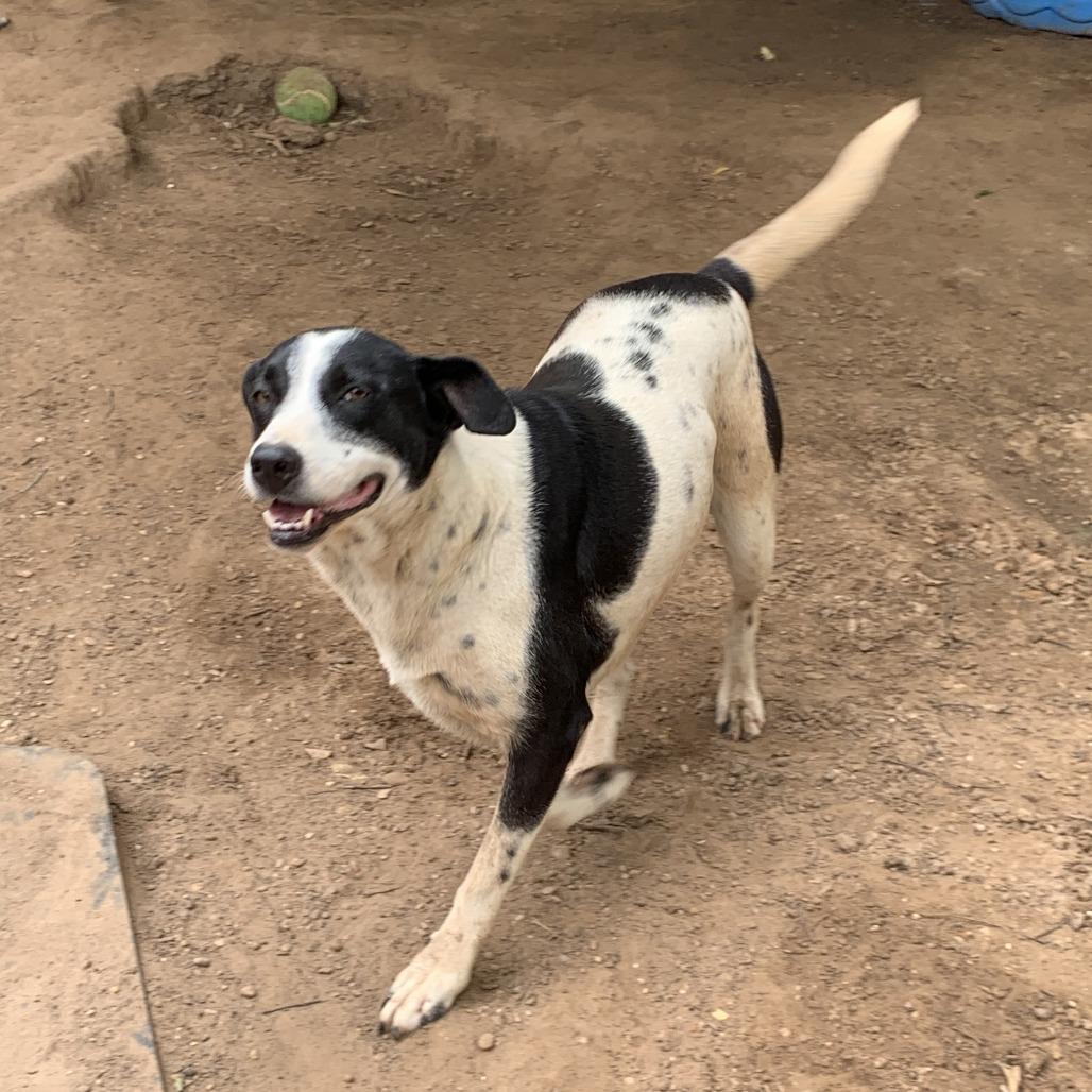 Saddle, a Adoptable Border Collie in Hearne, TX image 2/3