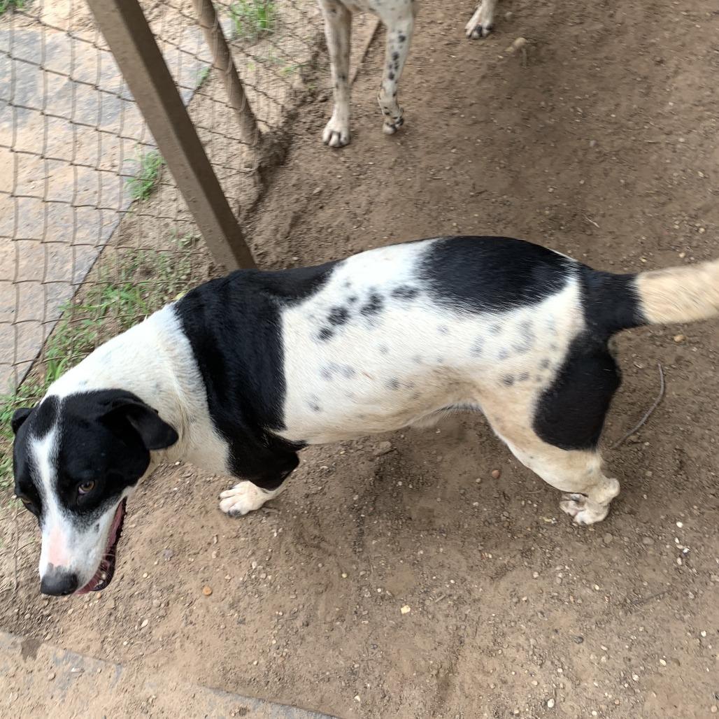 Saddle, a Adoptable Border Collie in Hearne, TX image 3/3