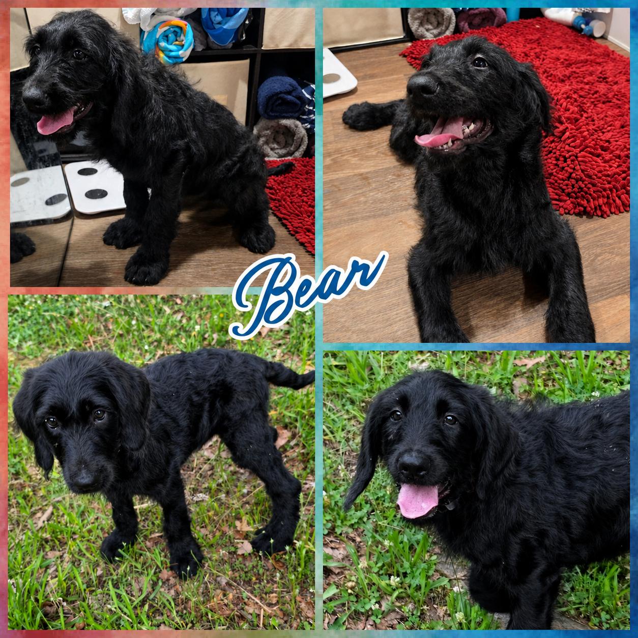 Bear, ADOPTABLE, Puppy Male Goldendoodle.