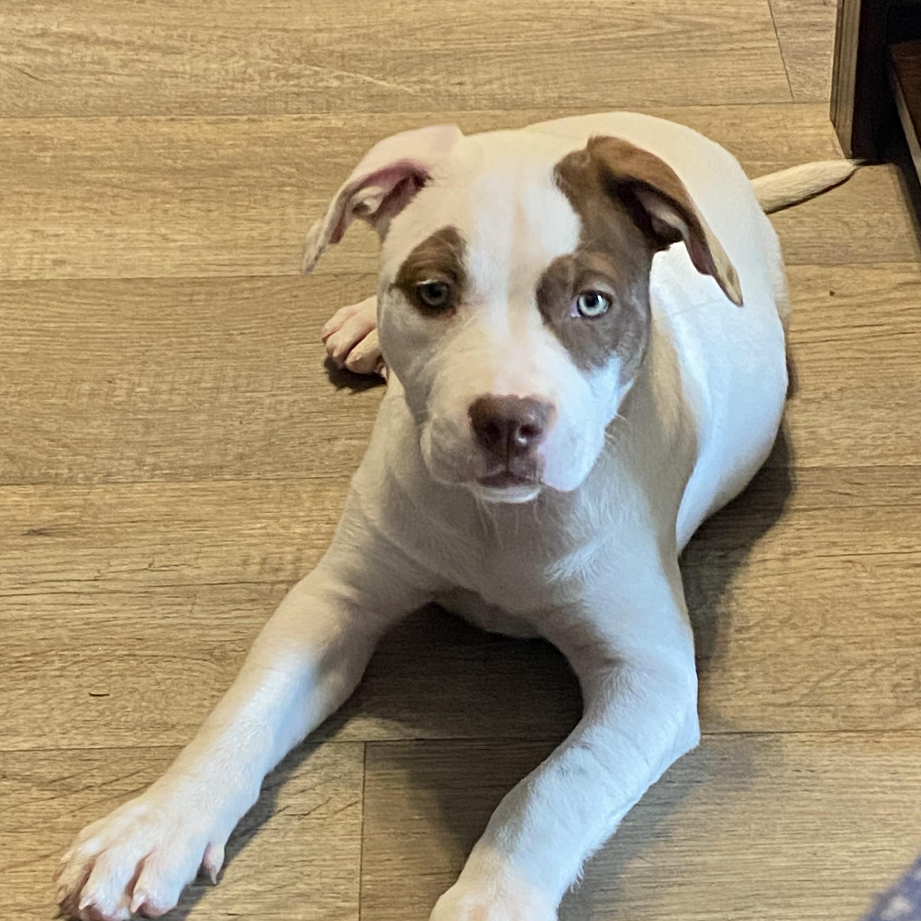 Polly, Baby Female Mixed Breed