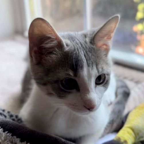 Stormie (and Skye), adoptable, Adult Female Tabby & Domestic Medium Hair.