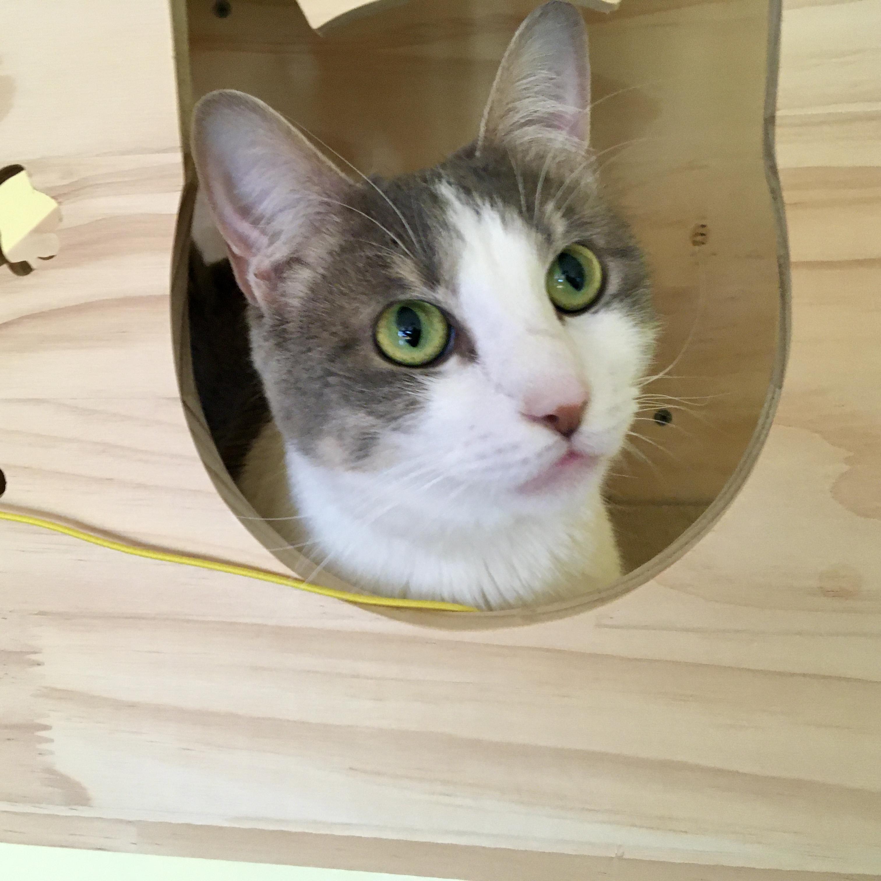 Stormie, adoptable, Adult Female Tabby & Domestic Medium Hair.