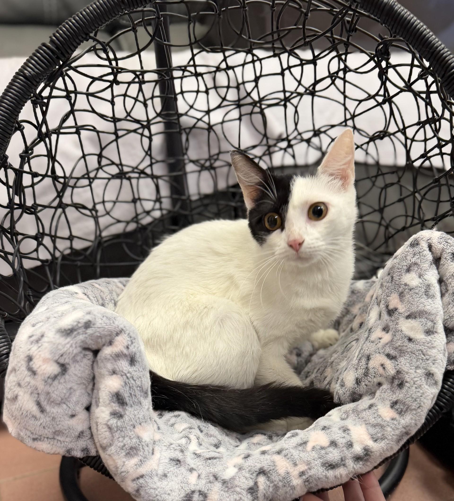 Enlarge Bell, a Adoptable Domestic Short Hair in West Haven, CT image 1/1