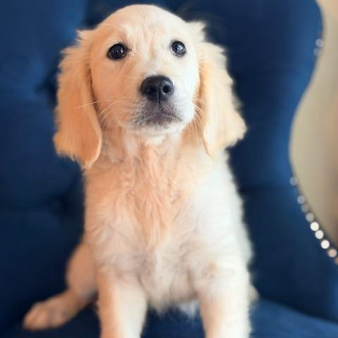 Imogen, Adopted, Puppy Female Golden Retriever.