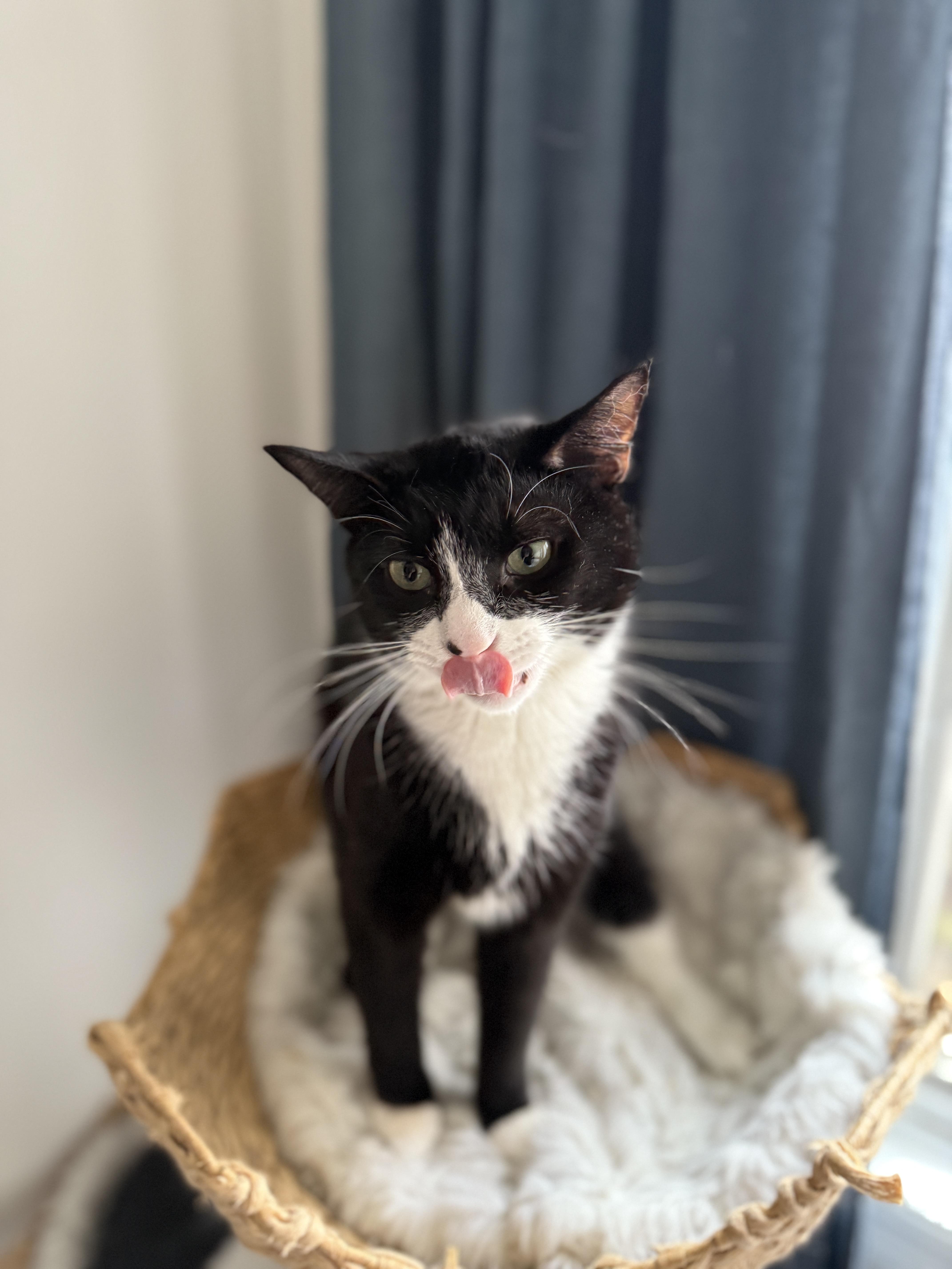 Enlarge Blaze, a Adoptable Domestic Short Hair in Brooklyn, NY image 4/5